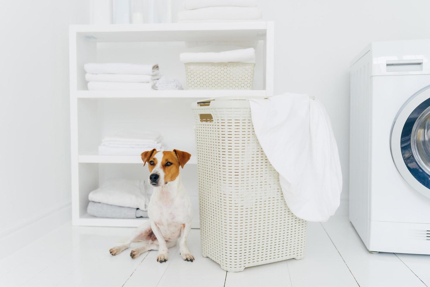 foto de poses de animais domésticos pedigree na lavanderia perto de cesta branca com roupa suja, console e máquina de lavar no fundo. preparação do ciclo de lavagem