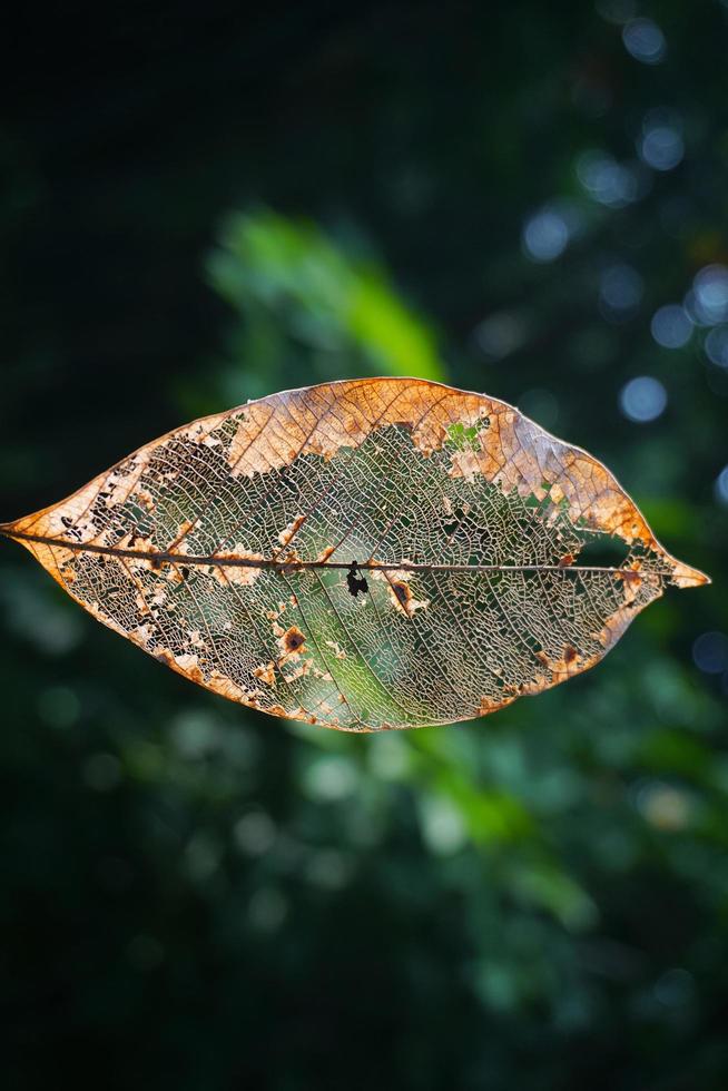 textura de folha seca e fundo de natureza. superfície do material de folhas marrons, closeup com cena borrada Foto gratuita