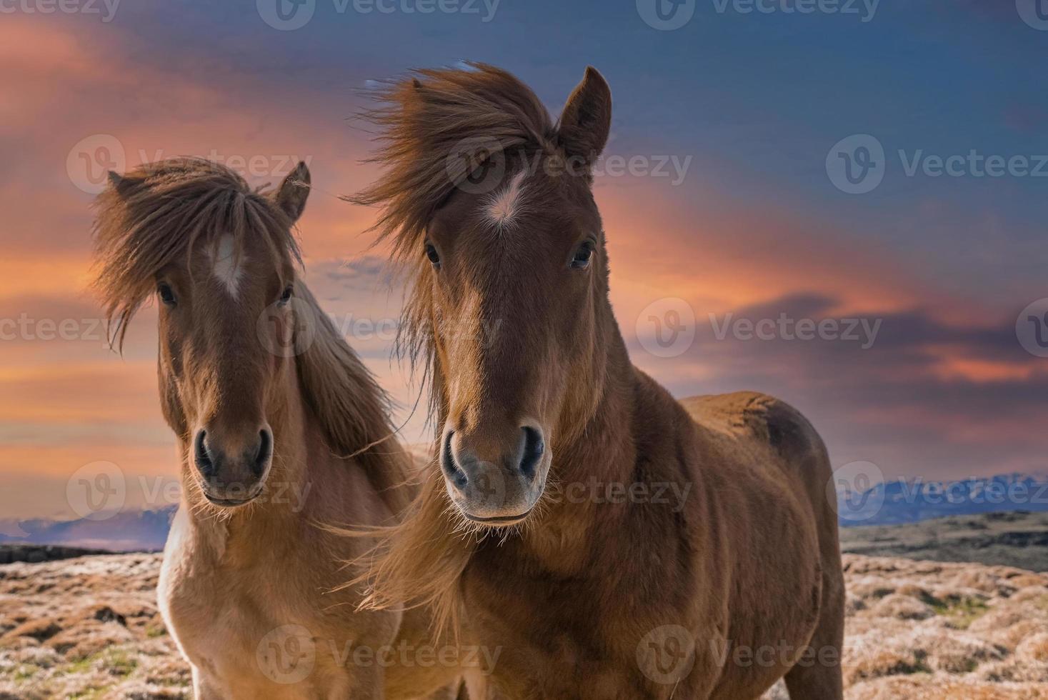 retrato de close-up de cavalos islandeses em campo contra céu nublado durante o pôr do sol foto