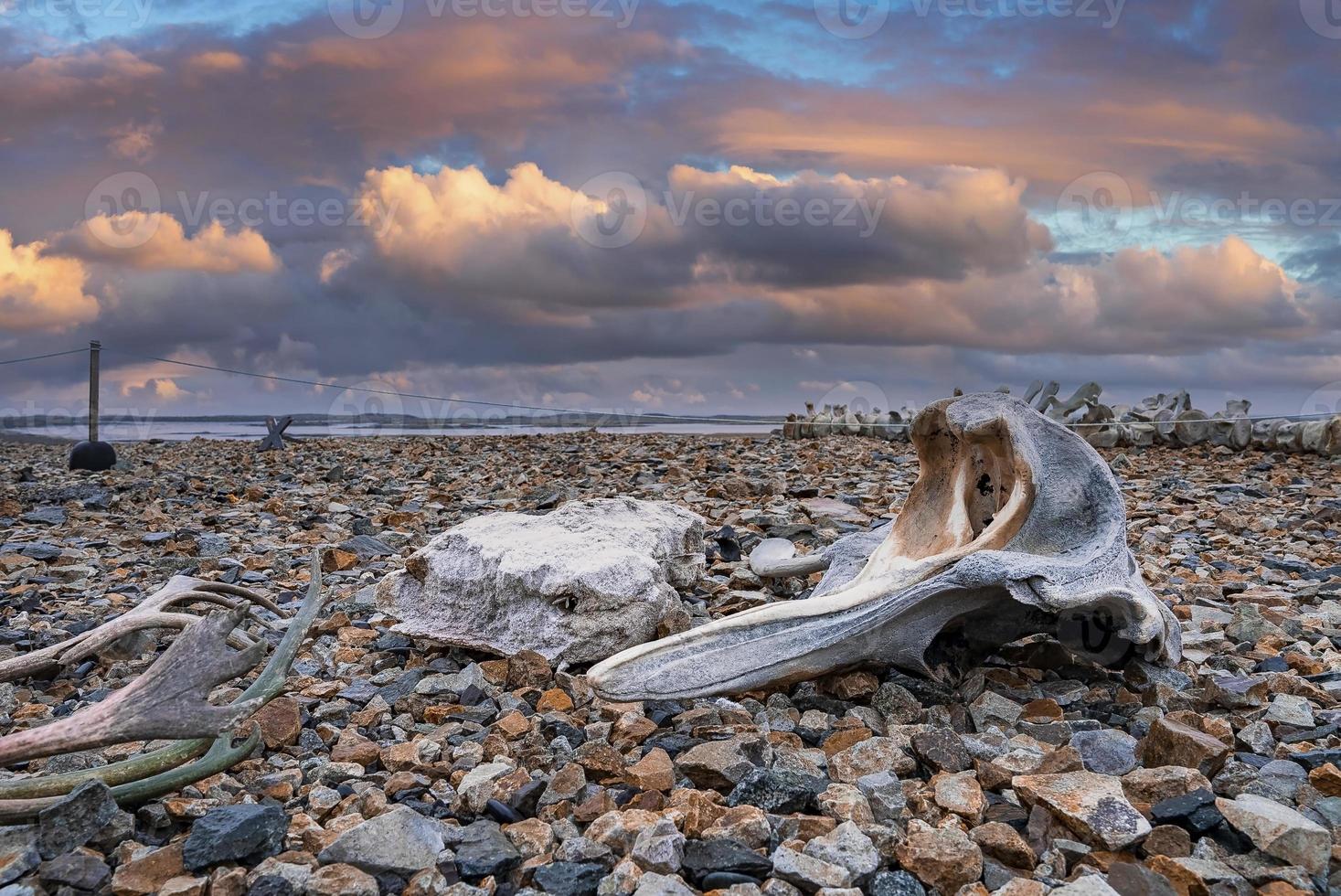 close-up de esqueleto de baleia em pedras na praia contra céu nublado durante o pôr do sol foto