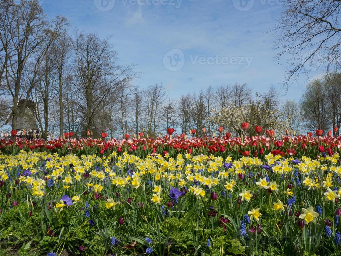 tulipas na holanda foto