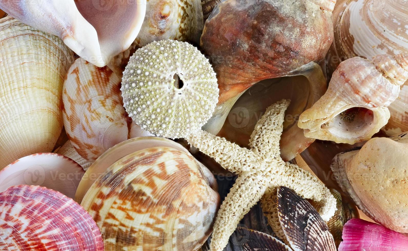 Concha. molusco do mar foto