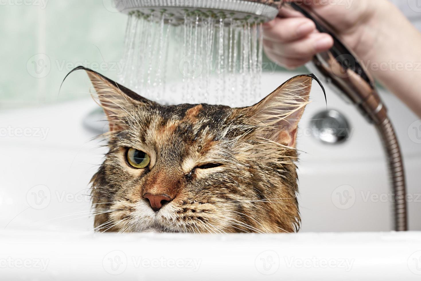 banho de gato. gato molhado foto