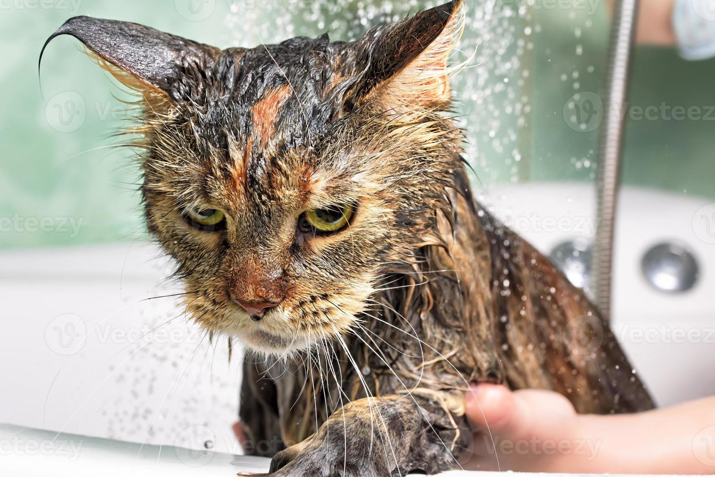 banho de gato. gato molhado foto