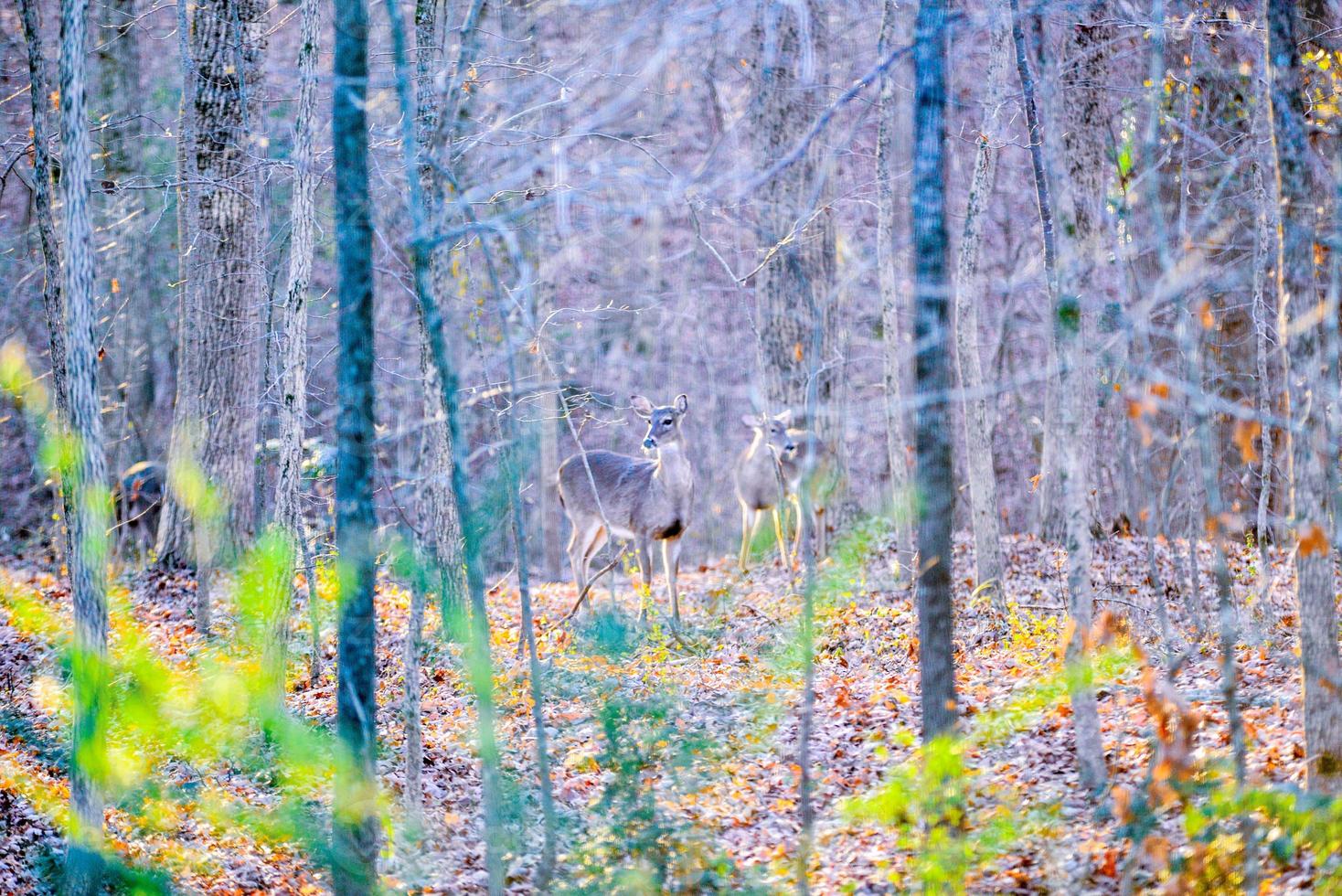 veado fêmea de cauda branca na floresta foto