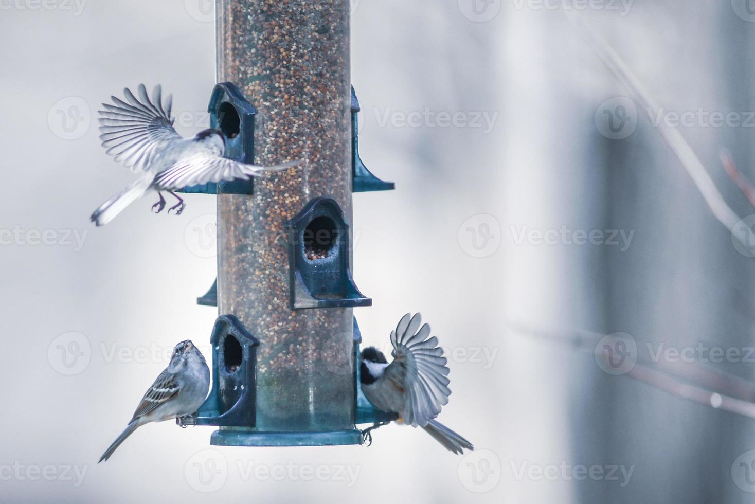 pássaros se alimentando e brincando no comedouro foto