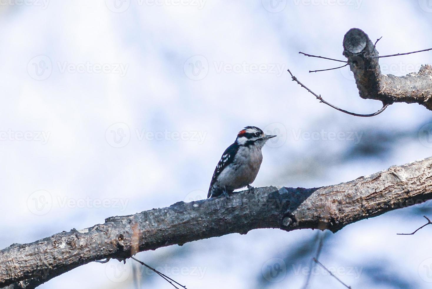 um pica-pau felpudo macho empoleirado em um tronco de árvore. foto