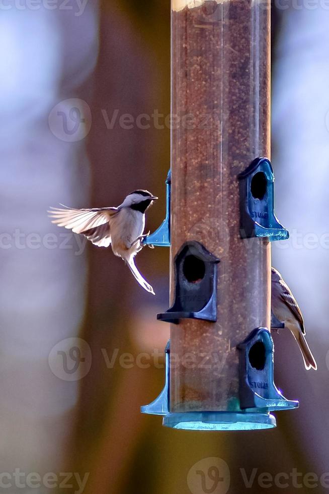 pássaros de quintal ao redor do alimentador de pássaros foto