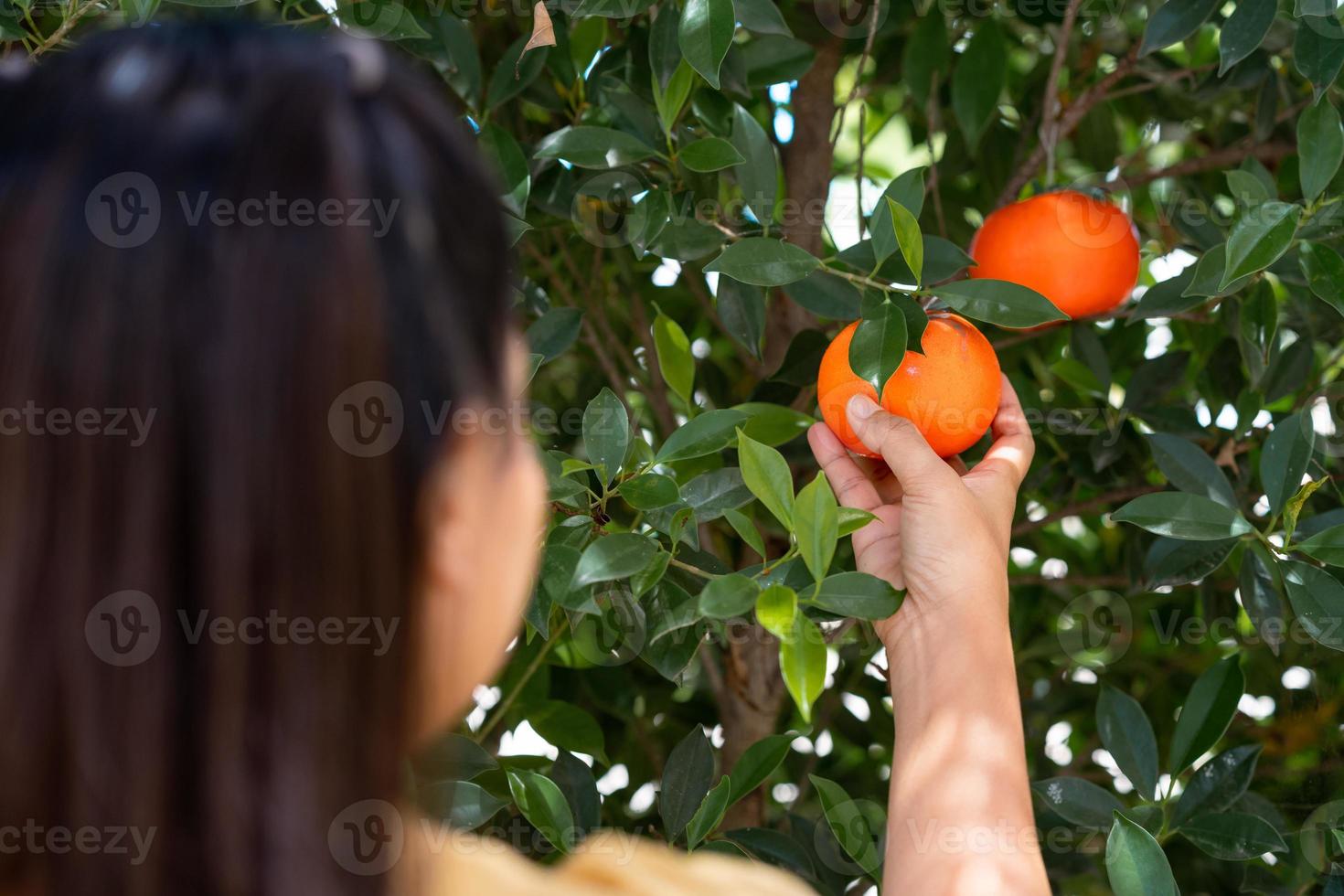 close-up de mãos e laranjas em uma bela fazenda de laranja sol. foto