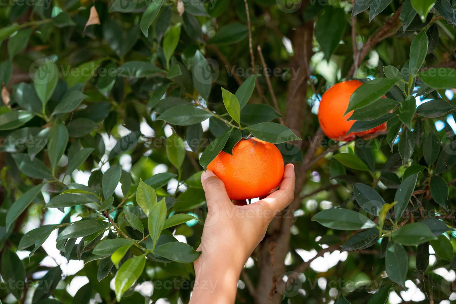 close-up de mãos e laranjas em uma bela fazenda de laranja sol. foto