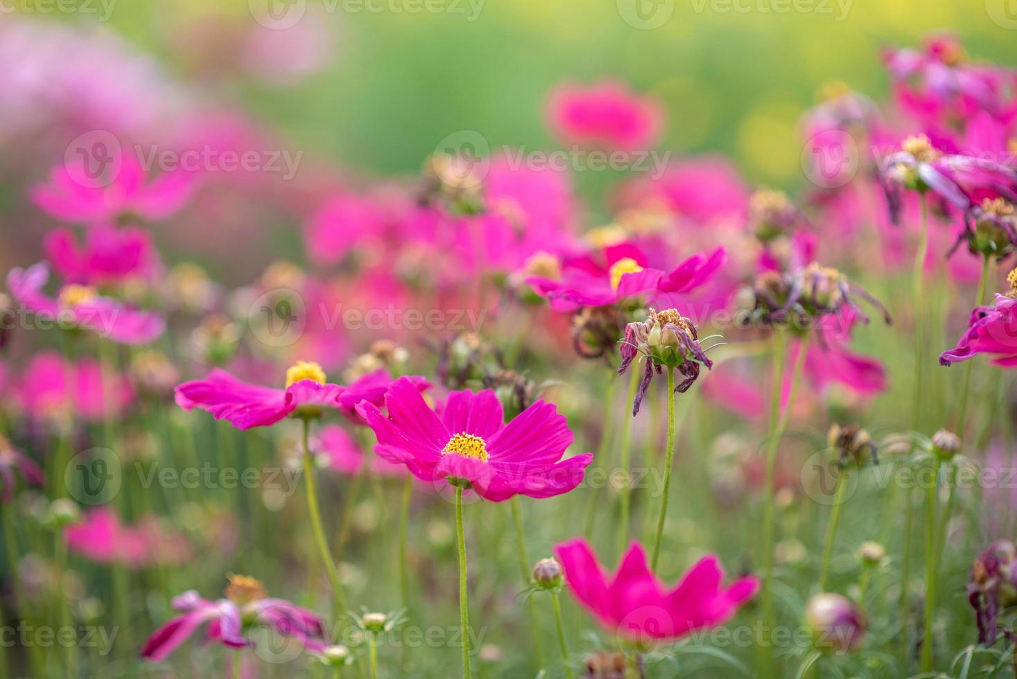 flores cor de rosa e folhas verdes têm belas cenas principais verdes. foto