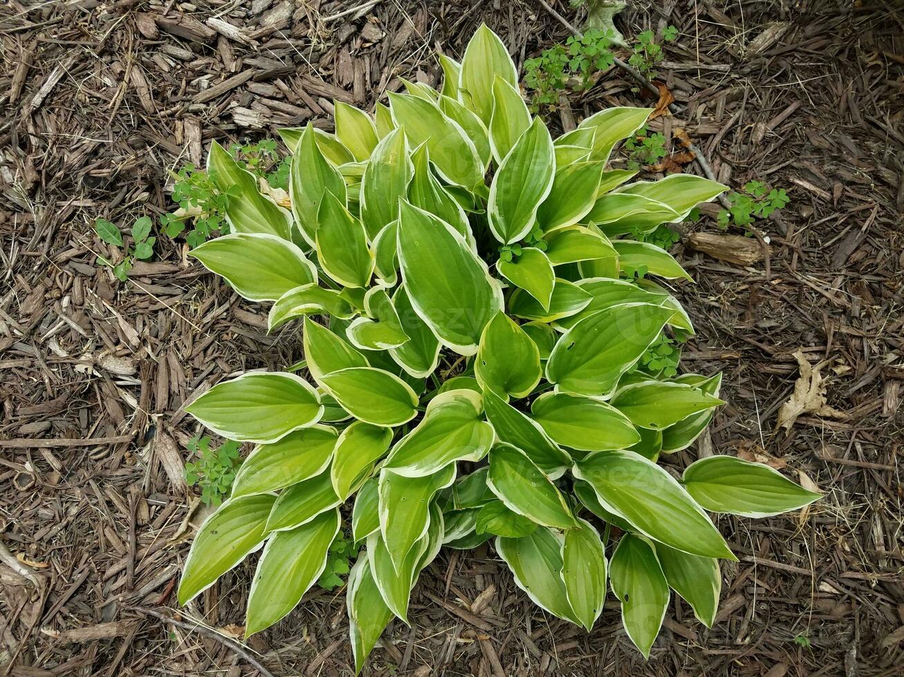 planta hosta verde em cobertura morta com ervas daninhas de trevo foto