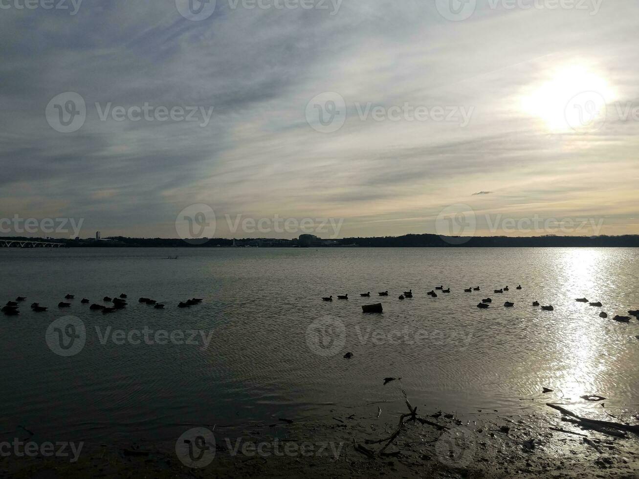 patos e gansos e pássaros no rio potomac durante o pôr do sol foto