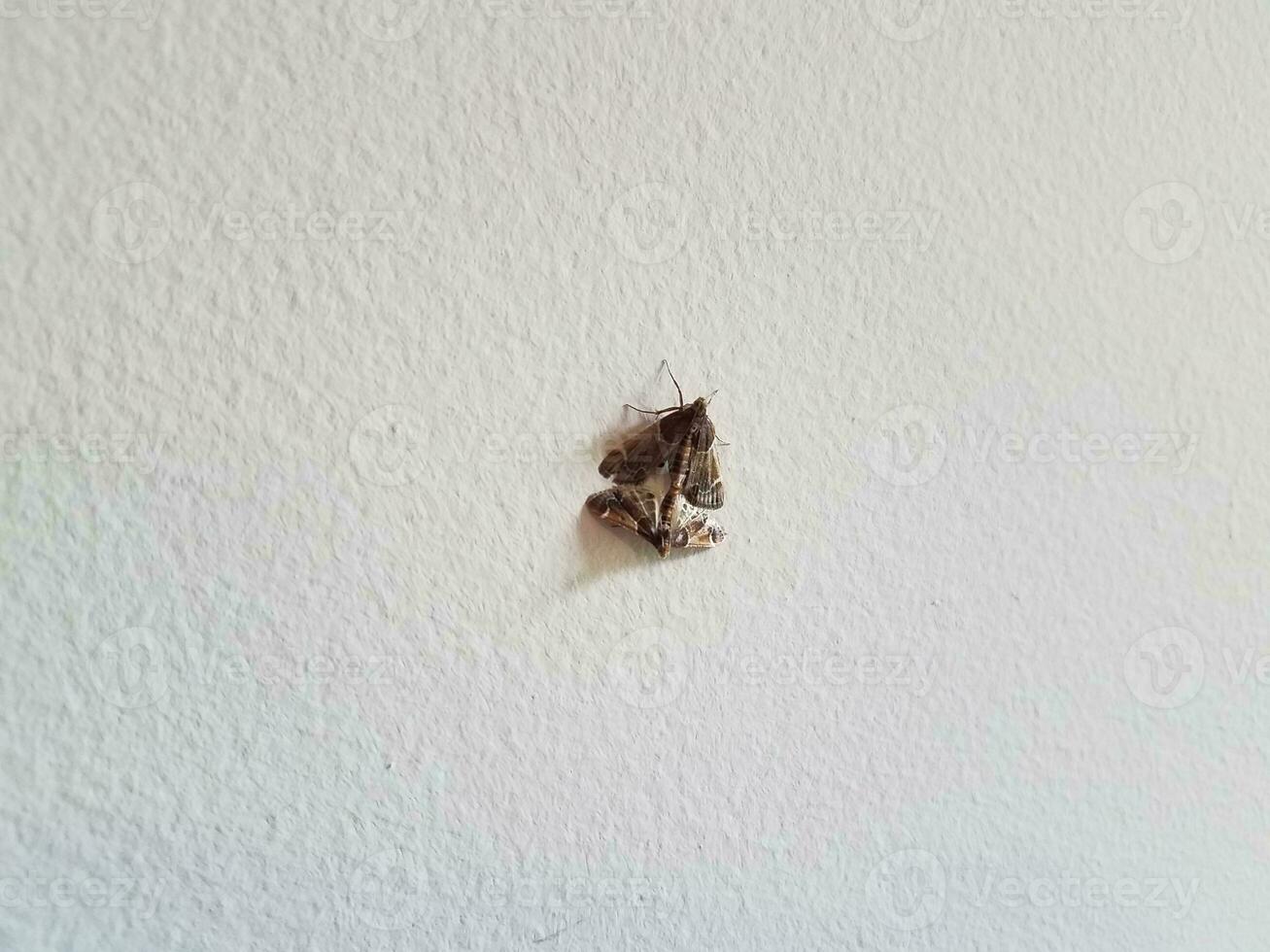 insetos de mariposa marrom com asas acasalamento na parede branca foto
