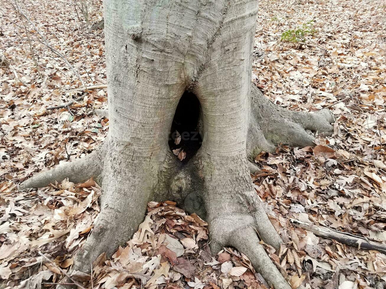 oco de tronco de árvore com folhas marrons caídas foto