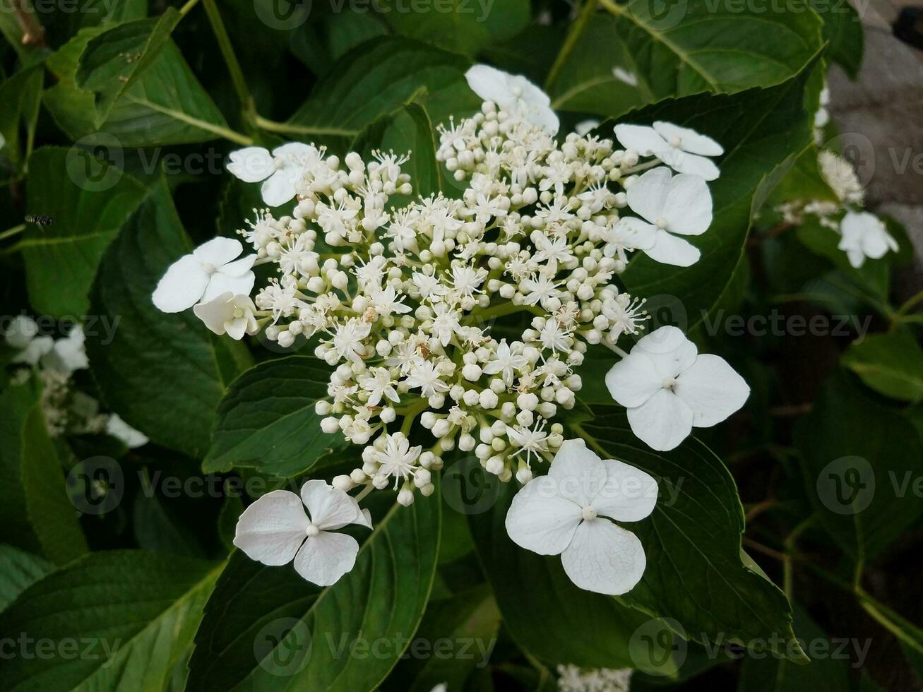 flores de flores brancas na planta de hortênsia com folhas verdes foto