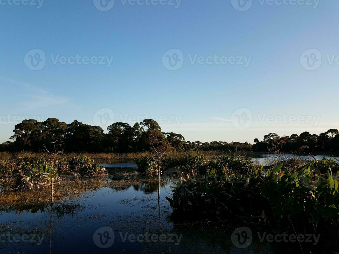 pássaro na árvore no lago com gramíneas na Flórida foto