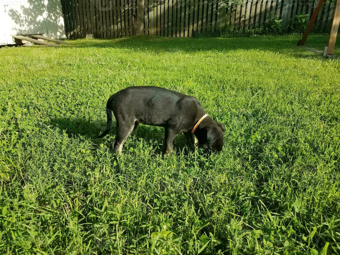 cachorrinho preto na grama verde foto