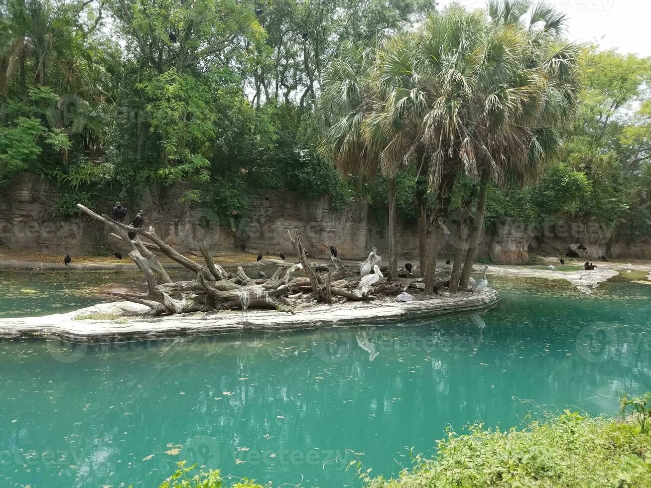 pássaros na ilha no lago foto