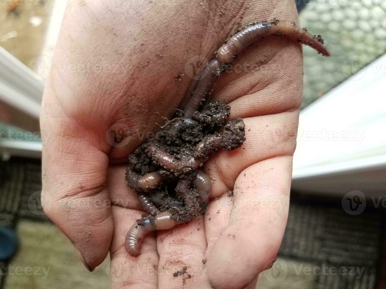 mão de criança suja segurando vermes e sujeira perto da porta foto