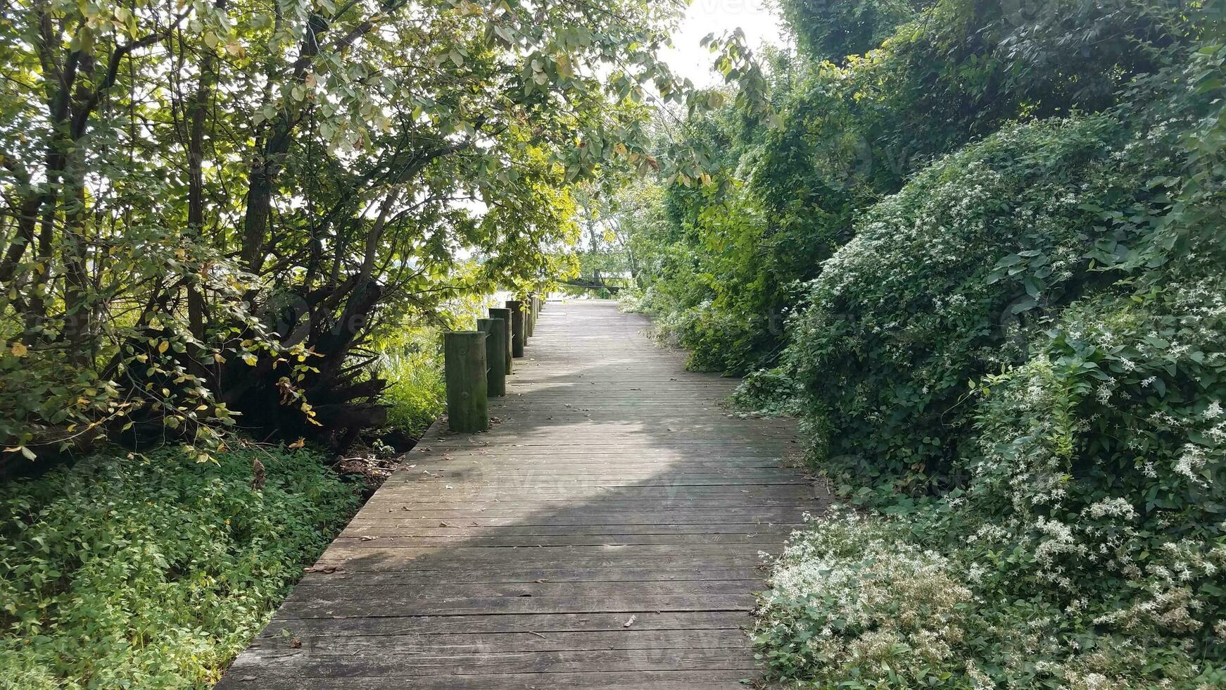 árvores e plantas e calçadão ou caminho de madeira foto