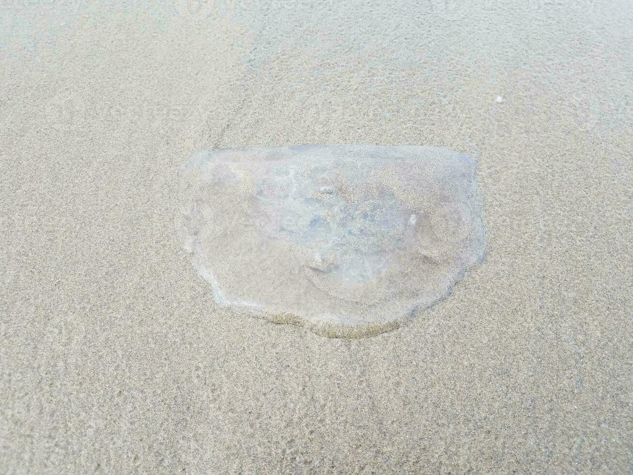 água-viva morta lavada na areia na costa ou na praia foto