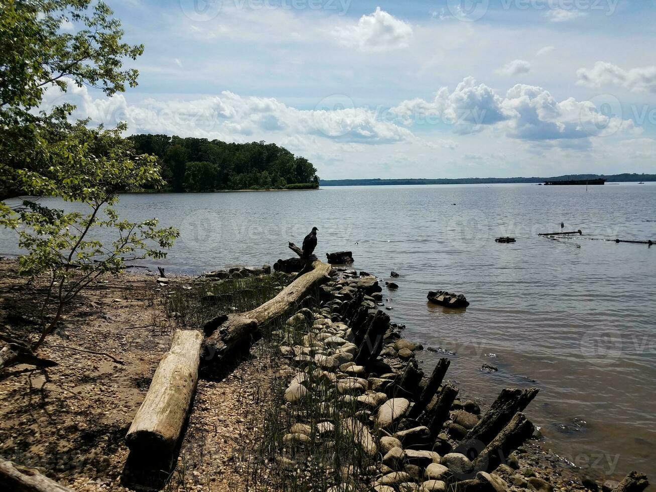 pássaro preto na madeira log na margem do rio potomac foto