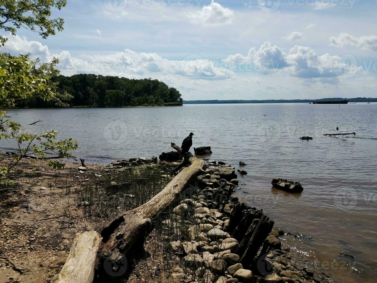 pássaro preto na madeira log na margem do rio potomac foto