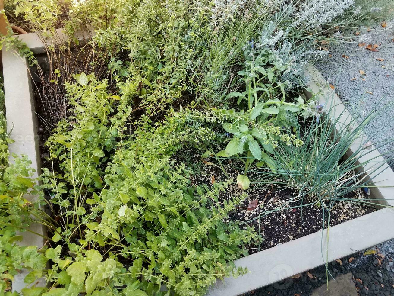jardim de ervas com plantas de cebolinha e orégano foto