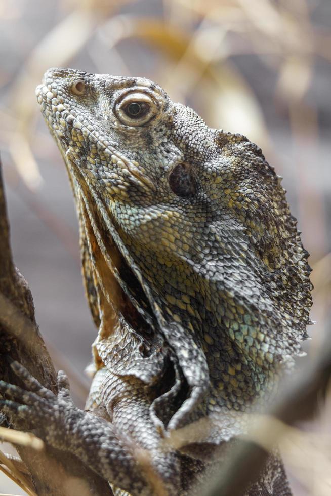 o lagarto babado foto