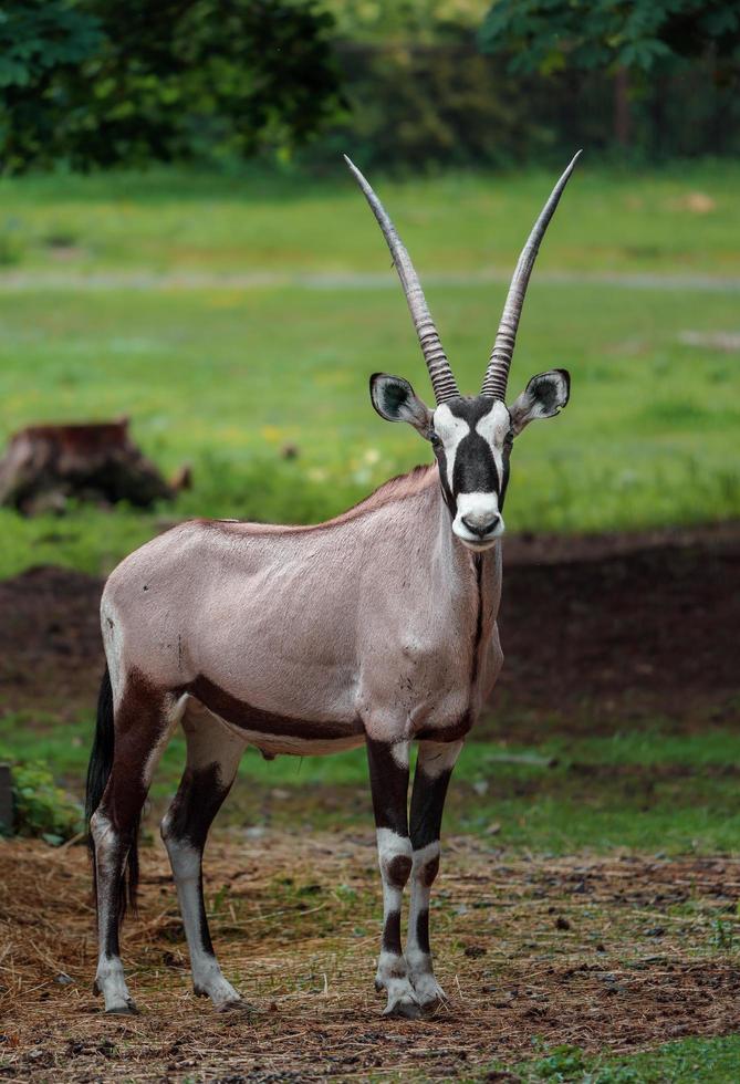 órix sul-africano foto