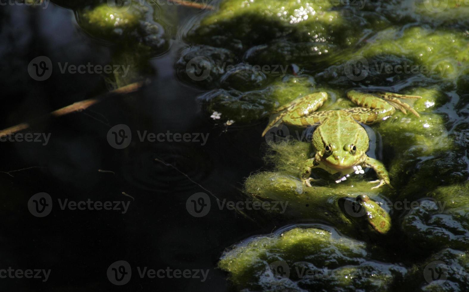 sapo em um local ensolarado perto de um lago foto