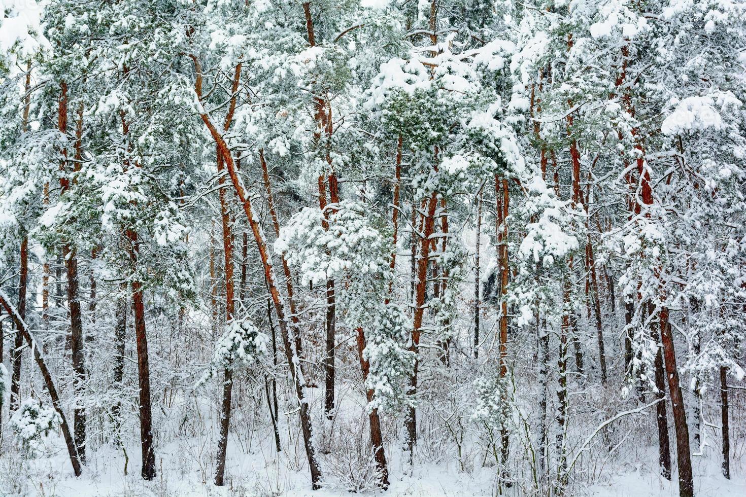 fundo da floresta de inverno foto