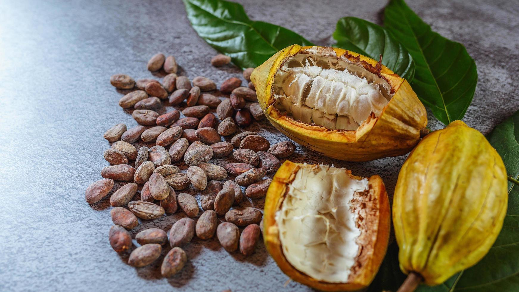 grãos de cacau e frutas de cacau com cacau cru em um fundo cinza foto