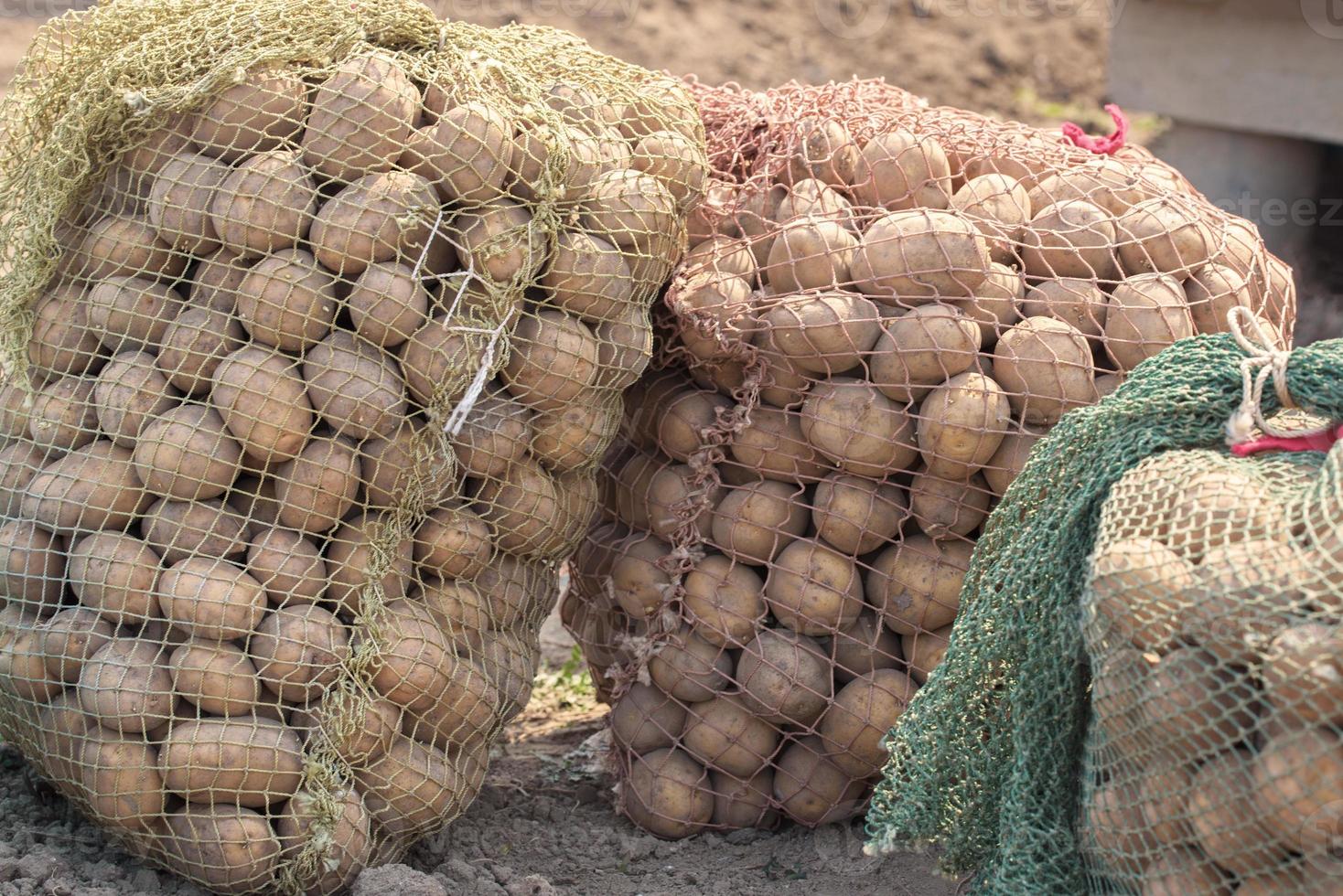 batatas frescas no campo foto