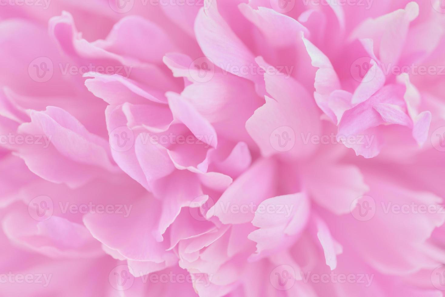 pétalas de rosa com foco desfocado foto