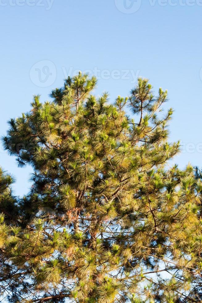 o pinheiro solitário foto