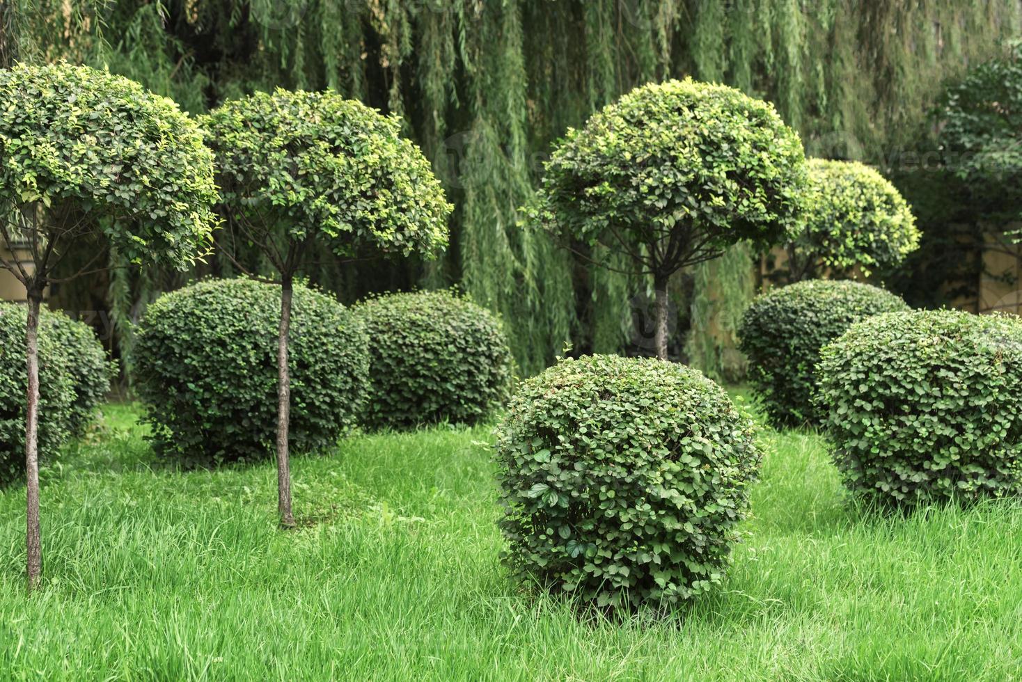 arbustos tosquiados no parque foto