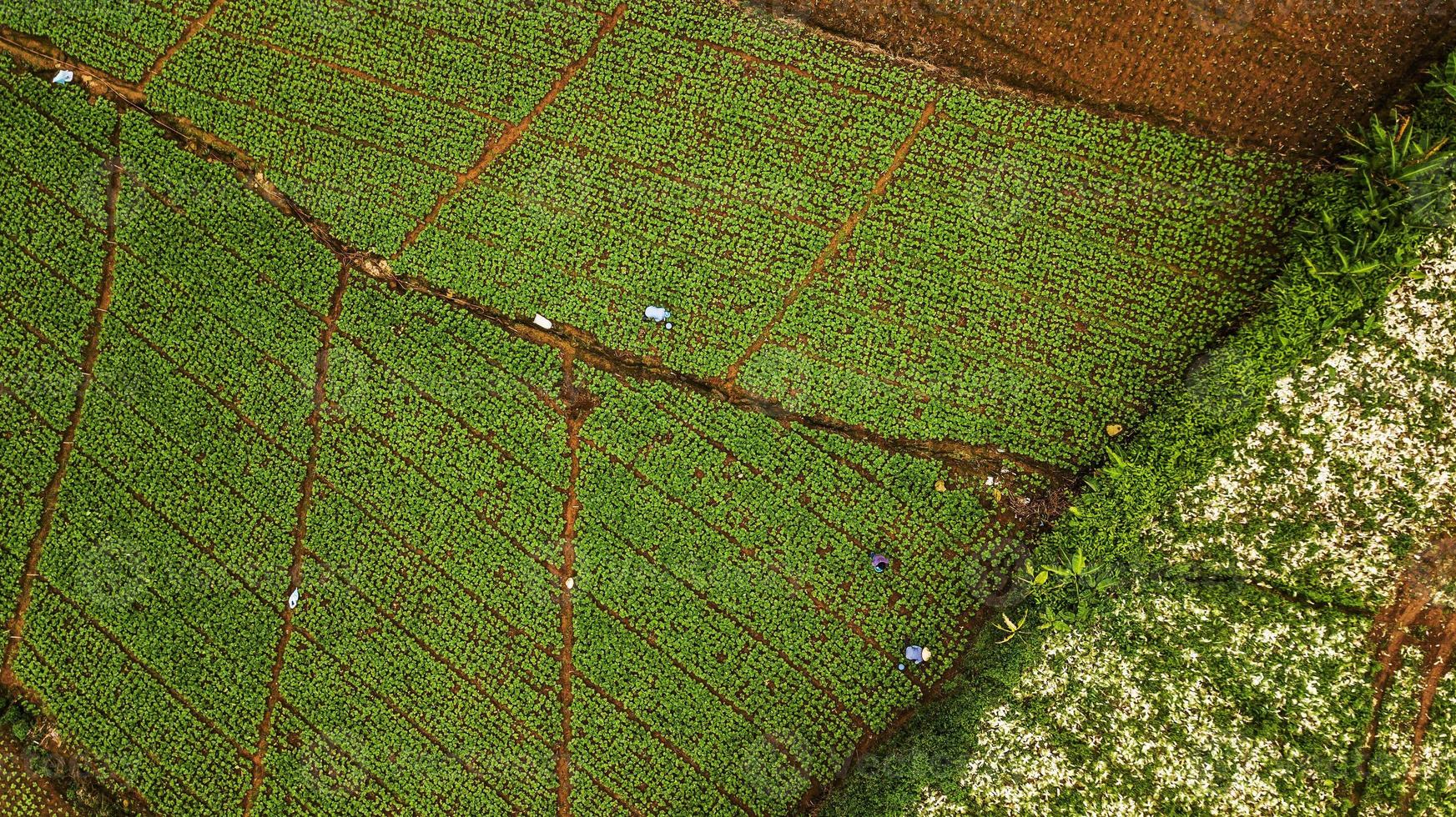 uma vista aérea da área agrícola foto