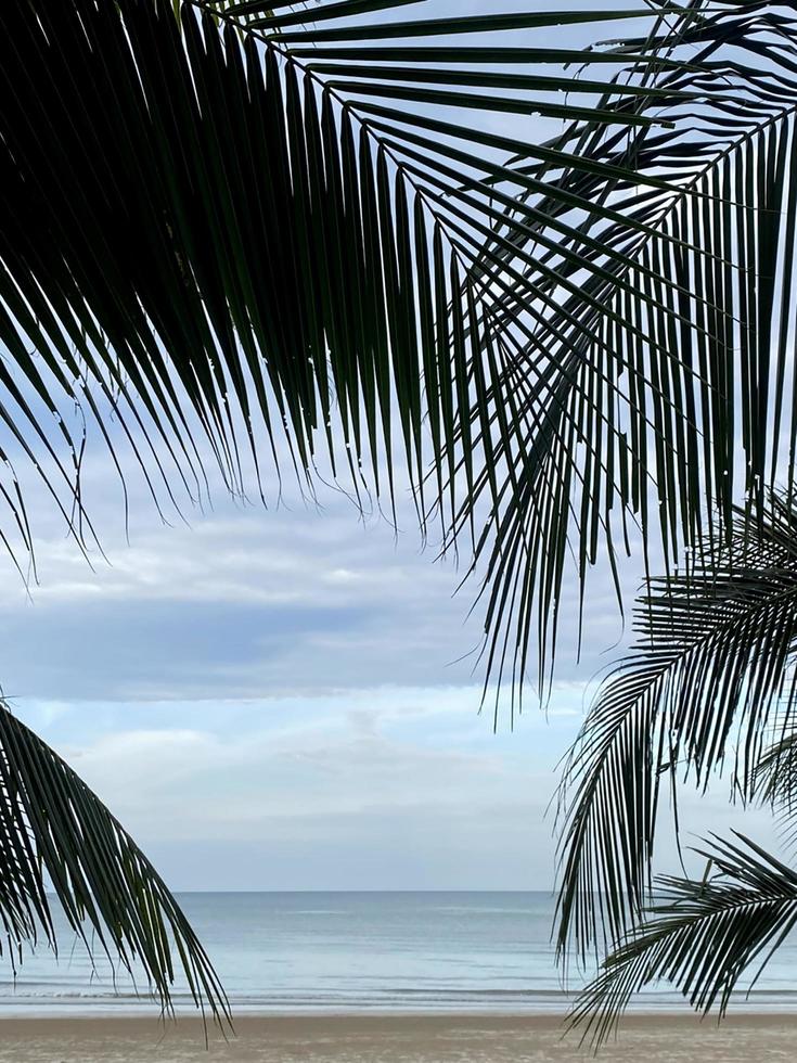 folhas de palmeira de coco no fundo da vista da praia foto