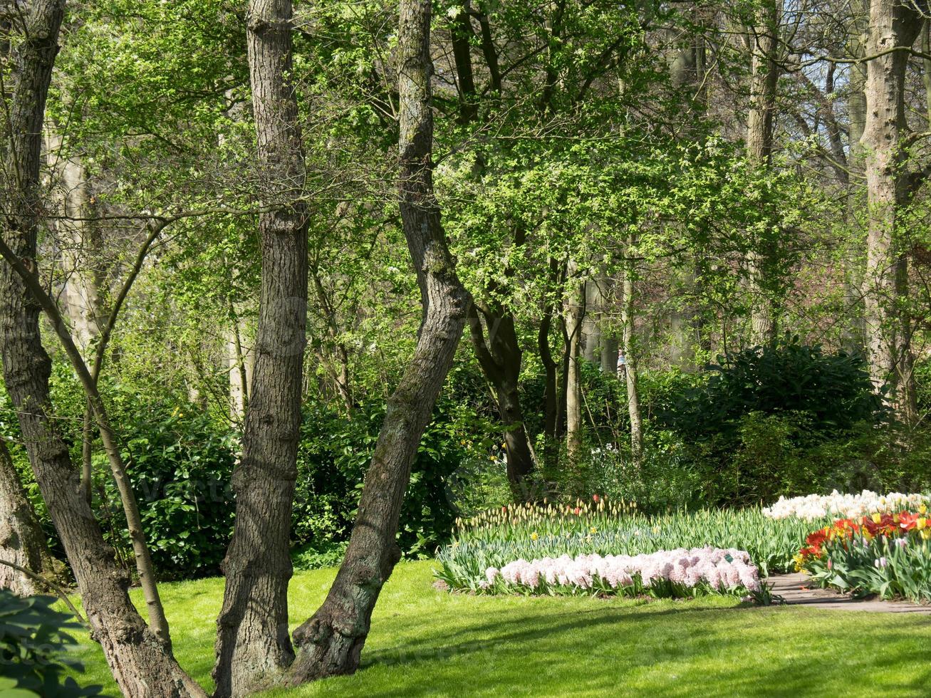 muitas tulipas na holanda foto