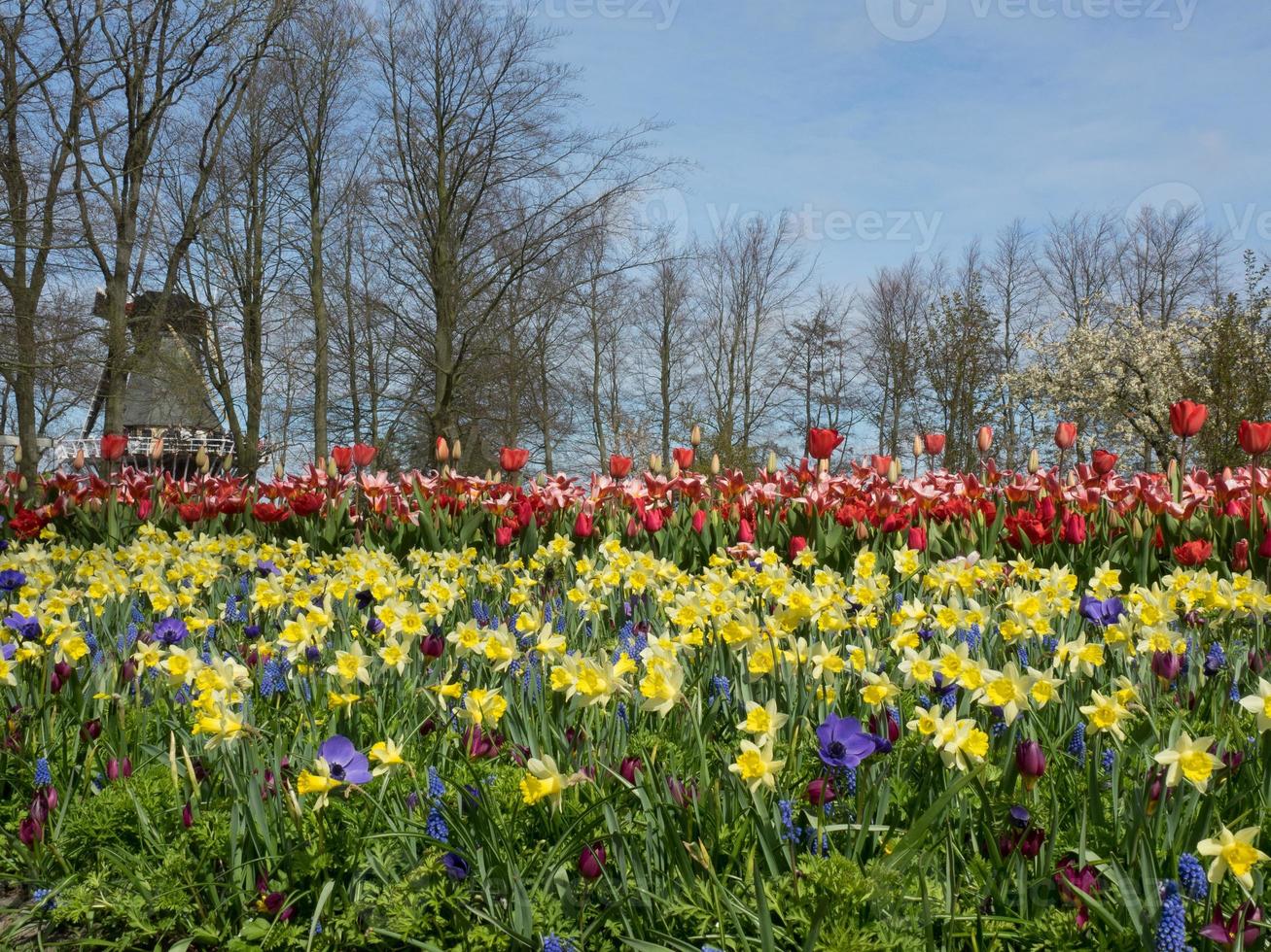 tulipas na holanda foto