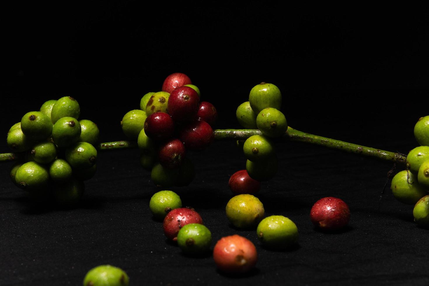 foto de caules de plantas de café e grãos de café originais frescos em fundo preto. perfeito para os elementos de design do barista, cafeteria e indústria de café.