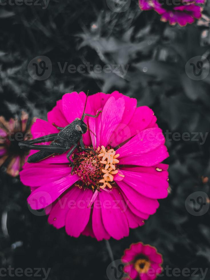 gafanhoto comendo flor de zínia rosa mexicana 8245329 Foto de stock no  Vecteezy