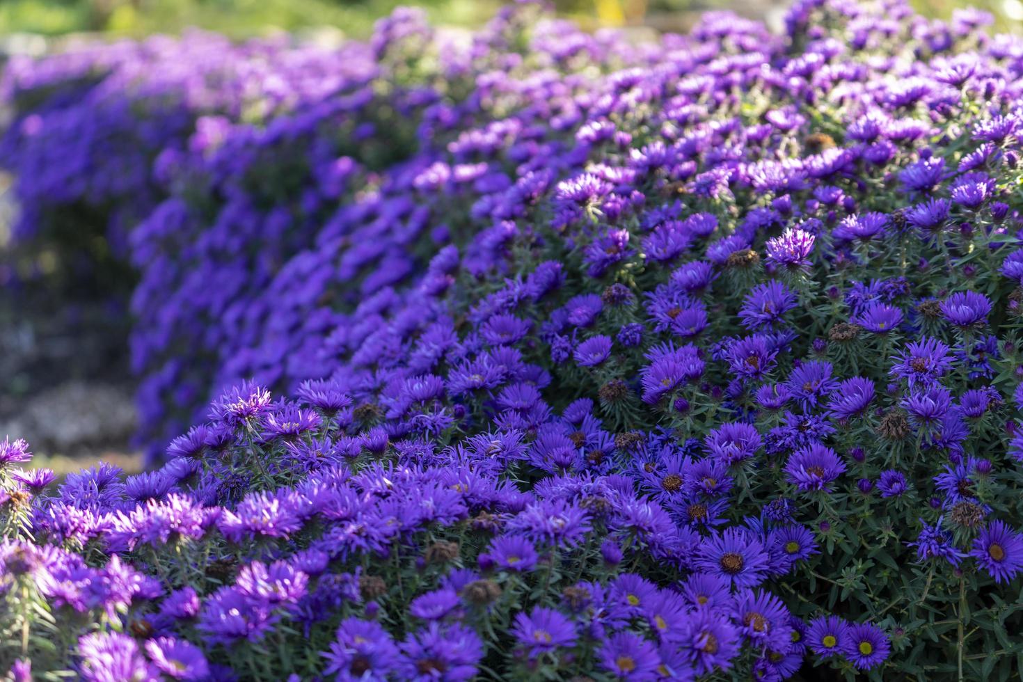 fundo natural com cores roxas de symphyotrichum novi-belgii aster foto