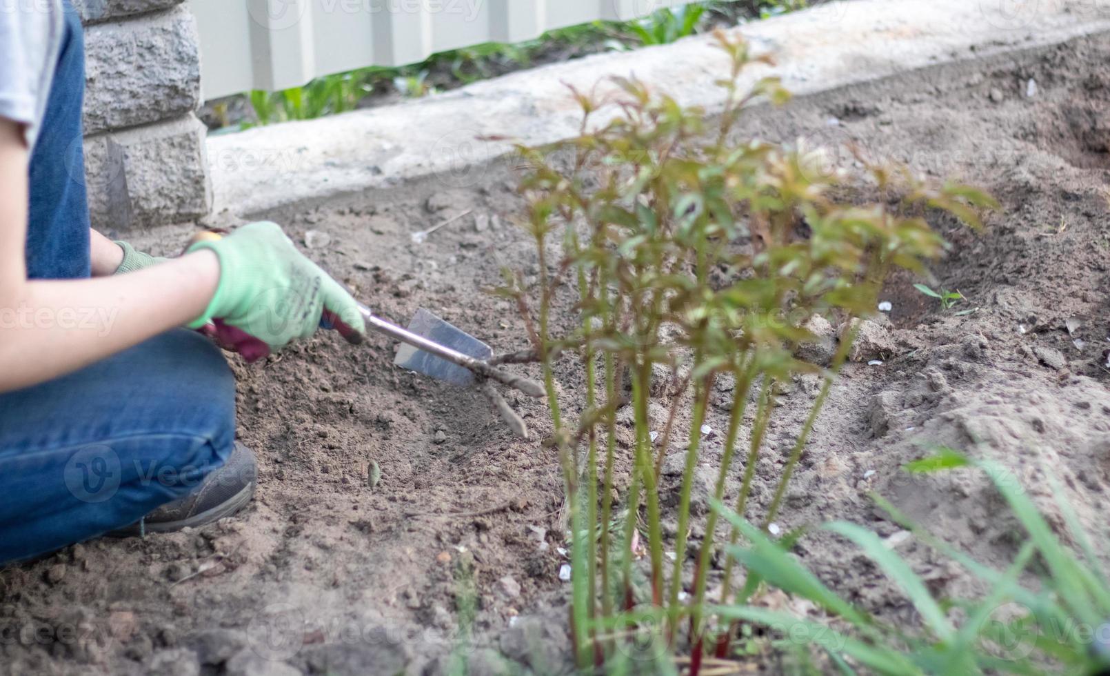 o jardineiro varre o solo para plantar. para trabalhar no jardim. as mãos das mulheres em luvas seguram uma ferramenta de jardim e soltam o chão, cuidando e cultivando plantas de jardim. plantar uma planta no jardim. foto