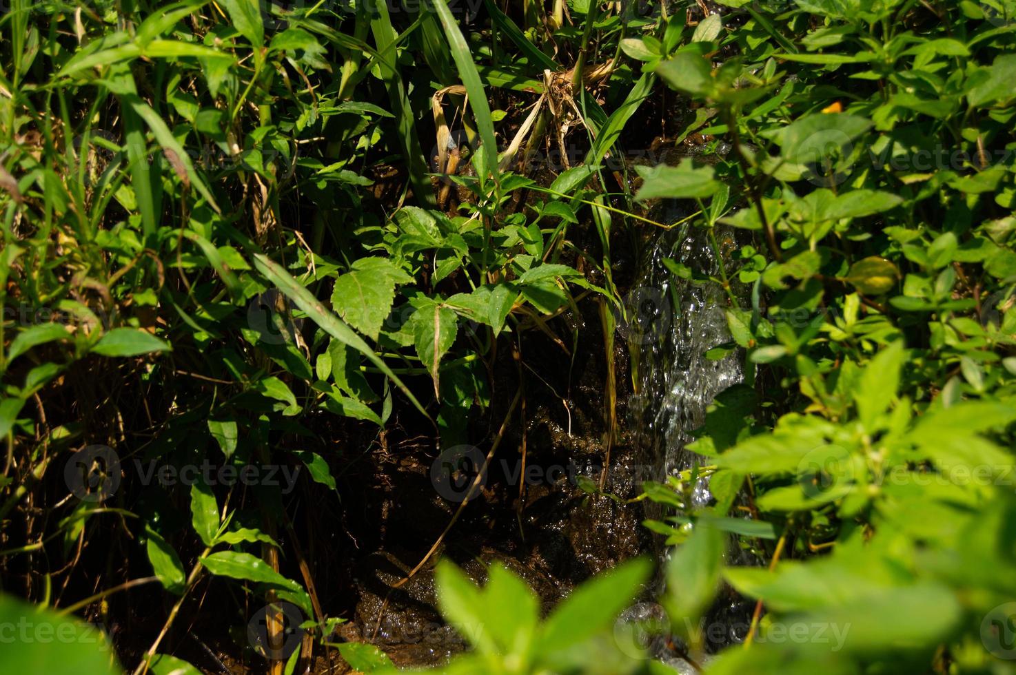 foco seletivo de água limpa de uma nascente que flui do topo das montanhas cercada por plantas verdes ao seu redor foto