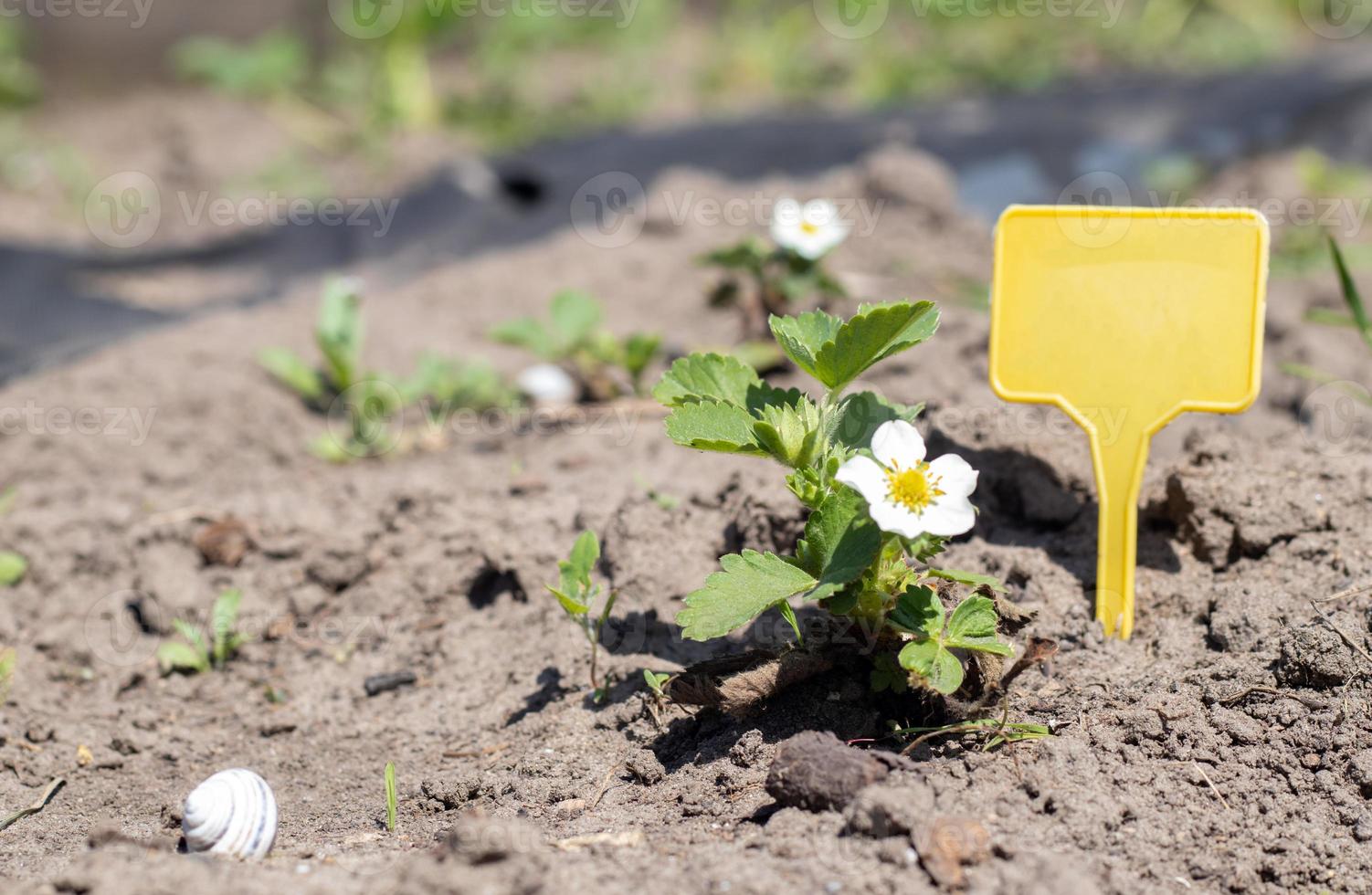 morangos no jardim primavera com um rótulo de jardim amarelo para rotulagem. morangos orgânicos com folhas verdes crescendo no campo. arbusto de morango na plantação. foto