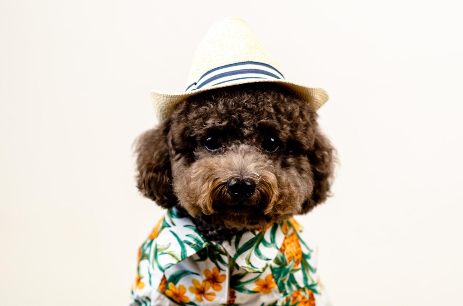 um adorável cachorro poodle preto usa chapéu e vestido havaí para a temporada de verão em fundo branco. foto