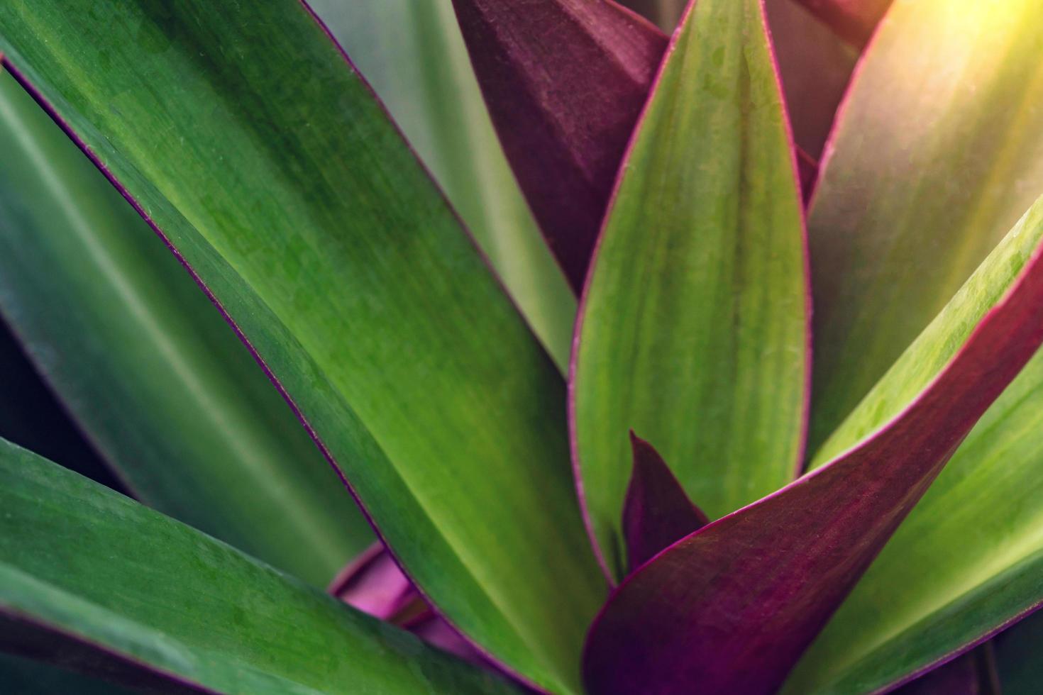 padrão de folhas verdes com gota de água, folha tradescantia spathacea ou lírio de barco, lírio de vela no jardim foto